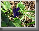 Fialka voňavá (Viola odorata L.) 